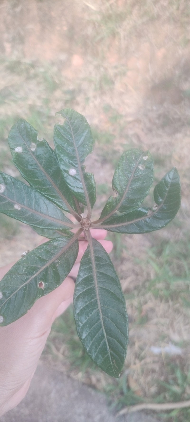 Aspidosperma quirandy