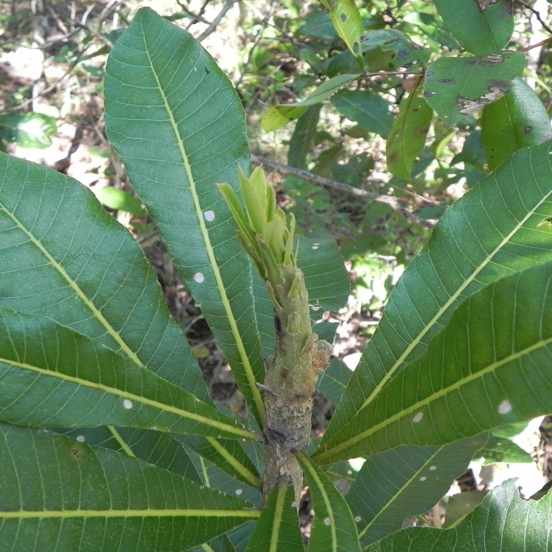 Aspidosperma quirandy photo 2