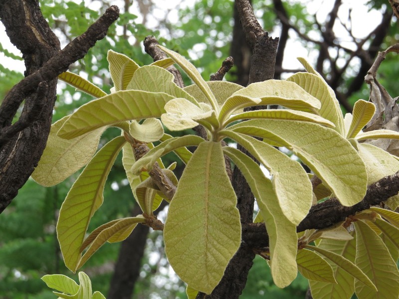 Aspidosperma quirandy photo 4