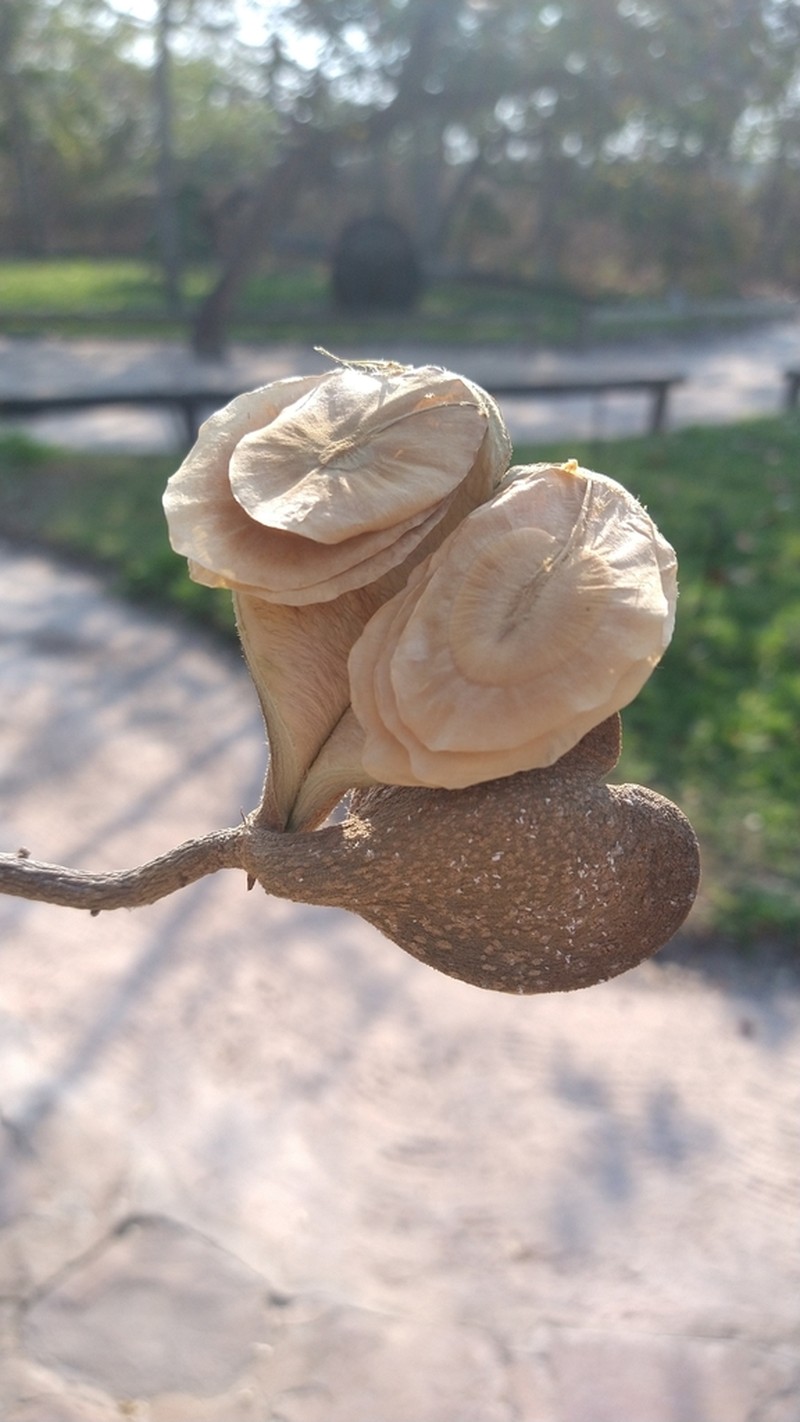 Aspidosperma quirandy photo 8