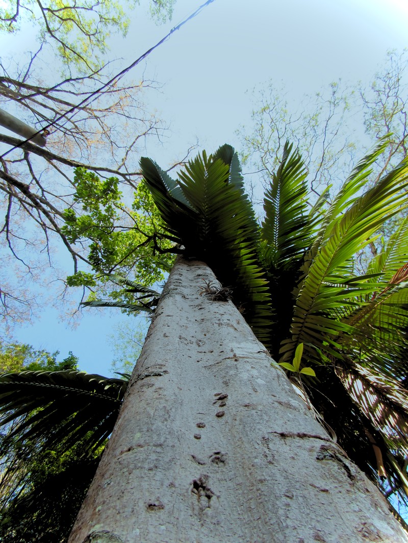 Aspidosperma ramiflorum