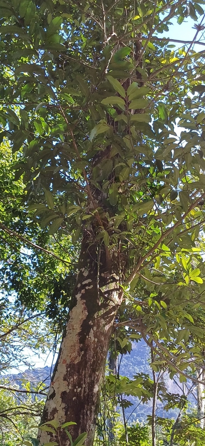 Aspidosperma ramiflorum photo 2