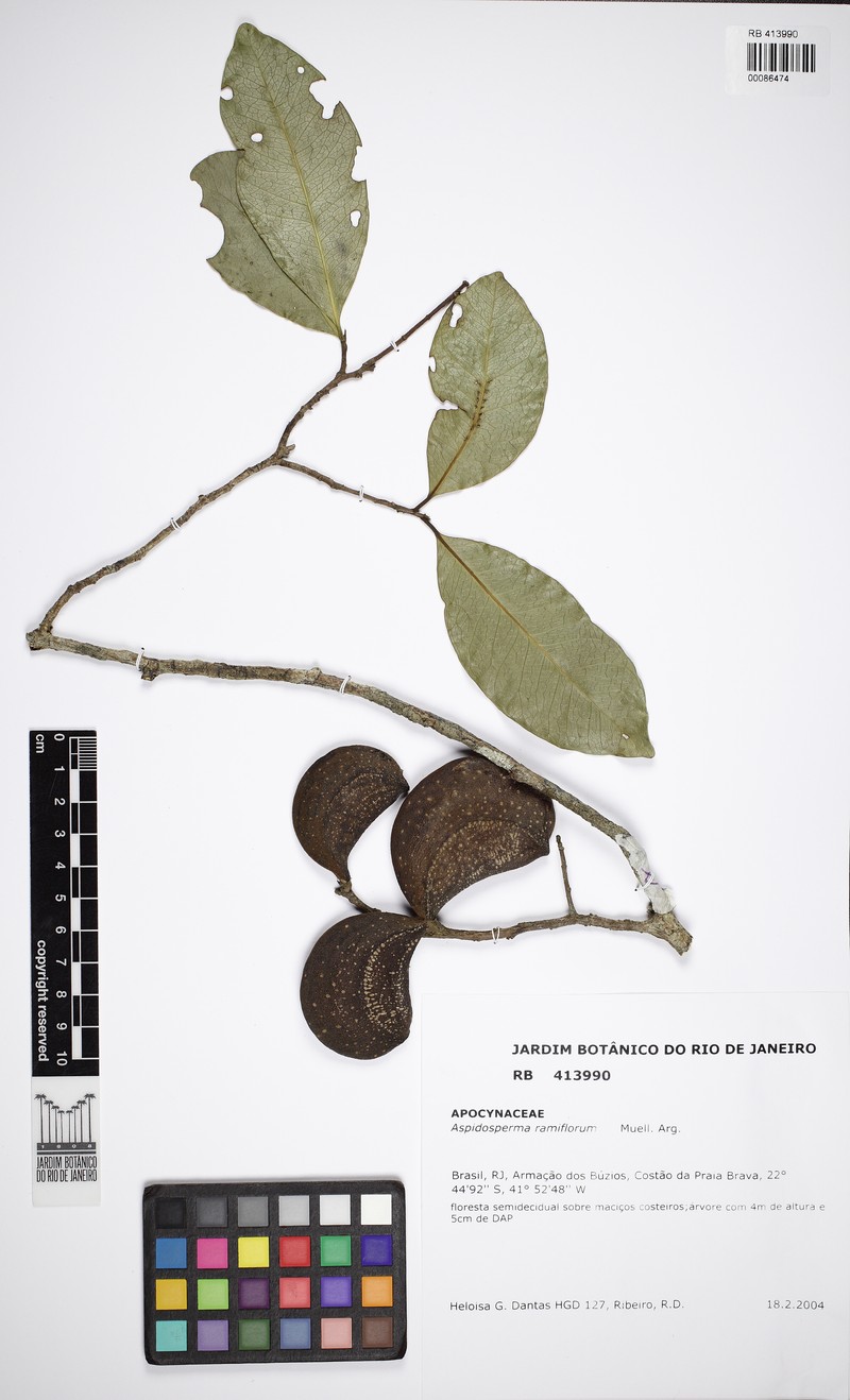 Aspidosperma ramiflorum photo 3