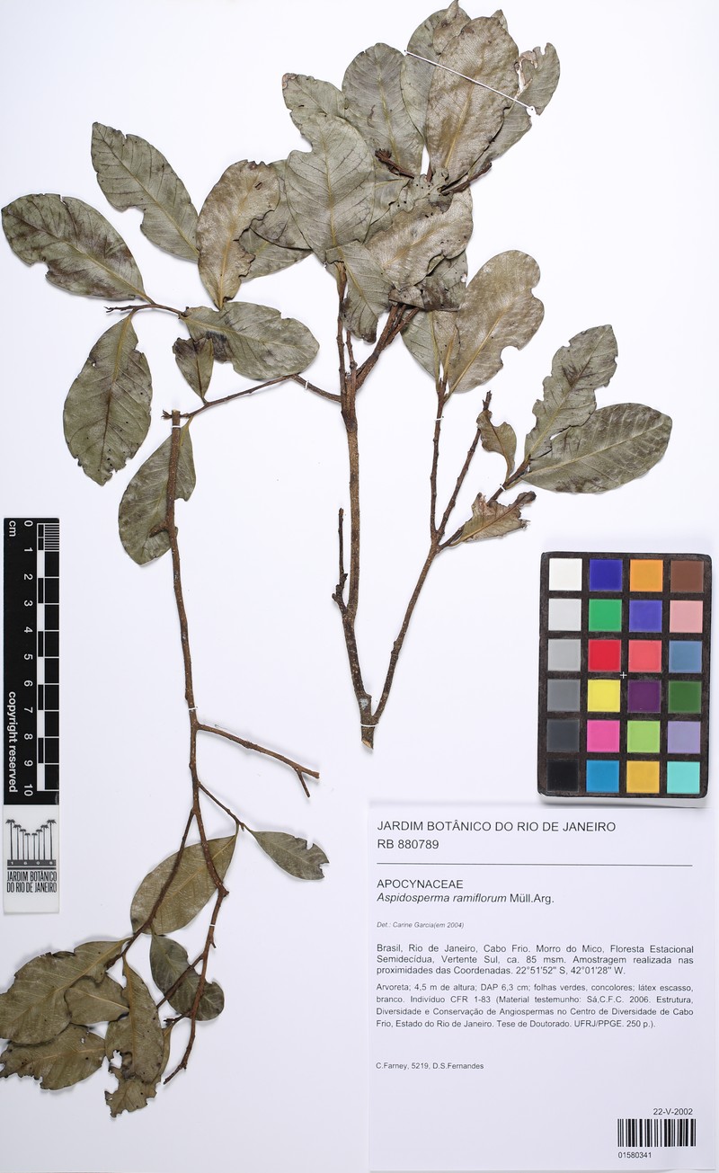 Aspidosperma ramiflorum photo 4
