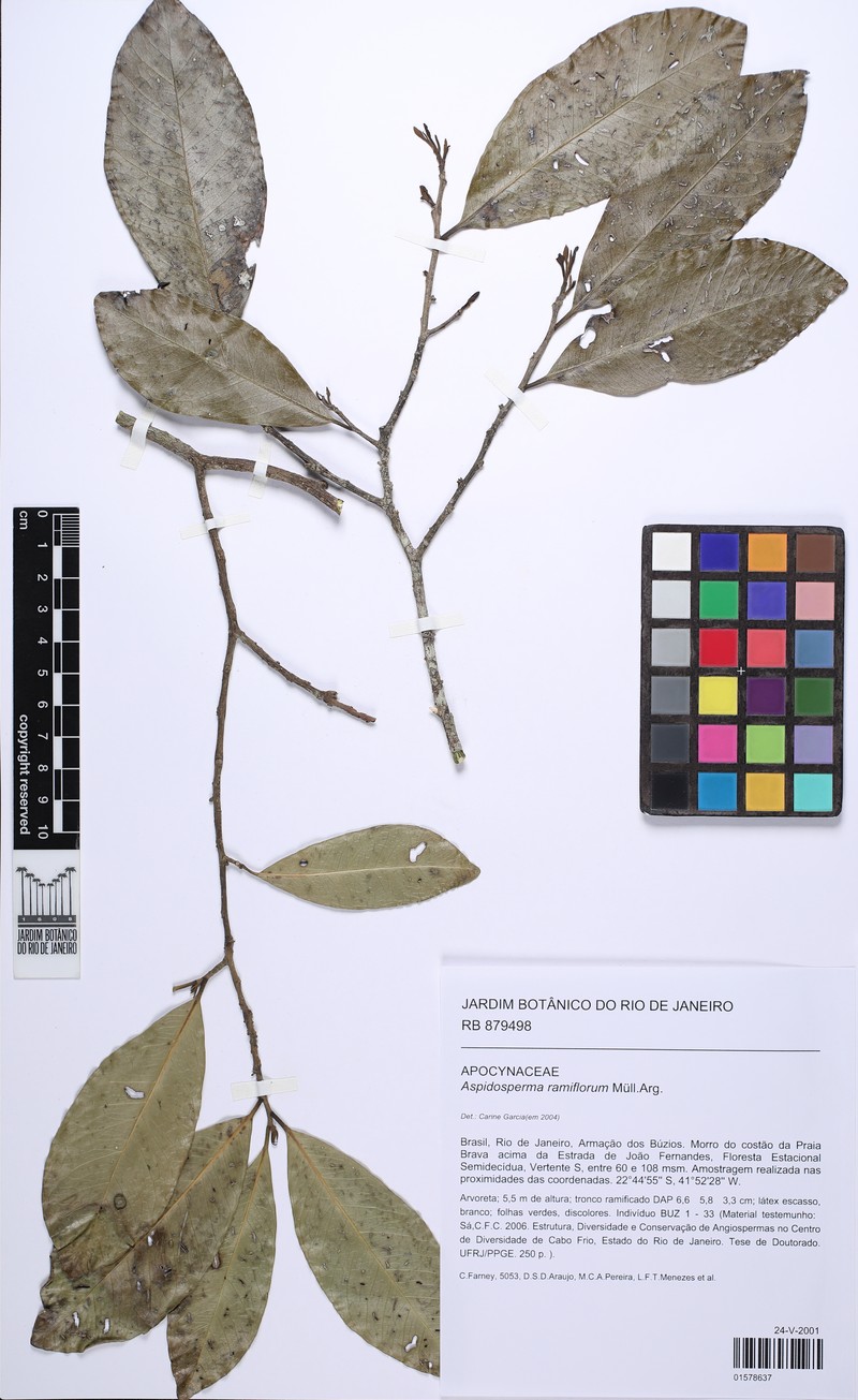 Aspidosperma ramiflorum photo 5
