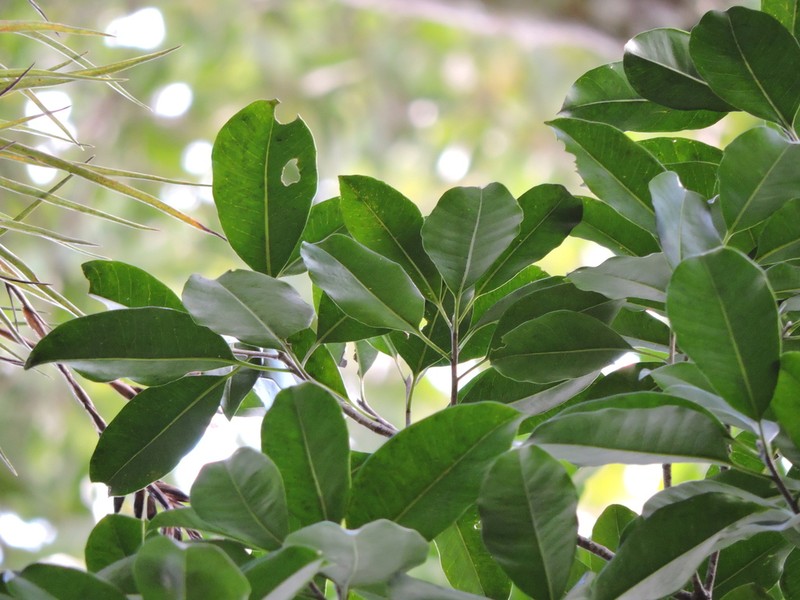 Aspidosperma ramiflorum photo 6