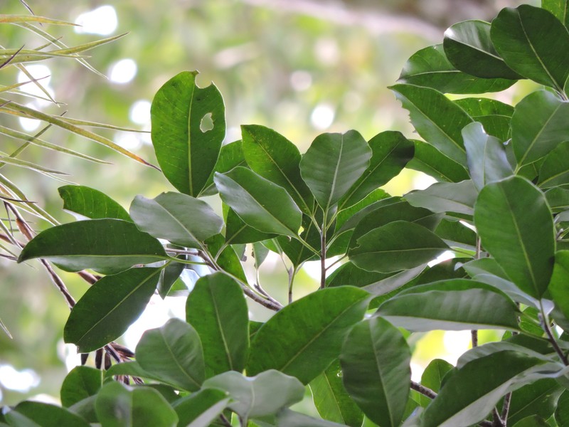 Aspidosperma ramiflorum photo 7