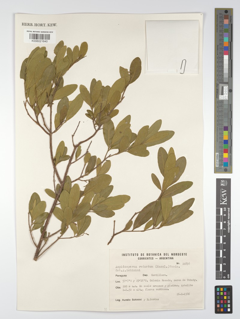 Aspidosperma reductum