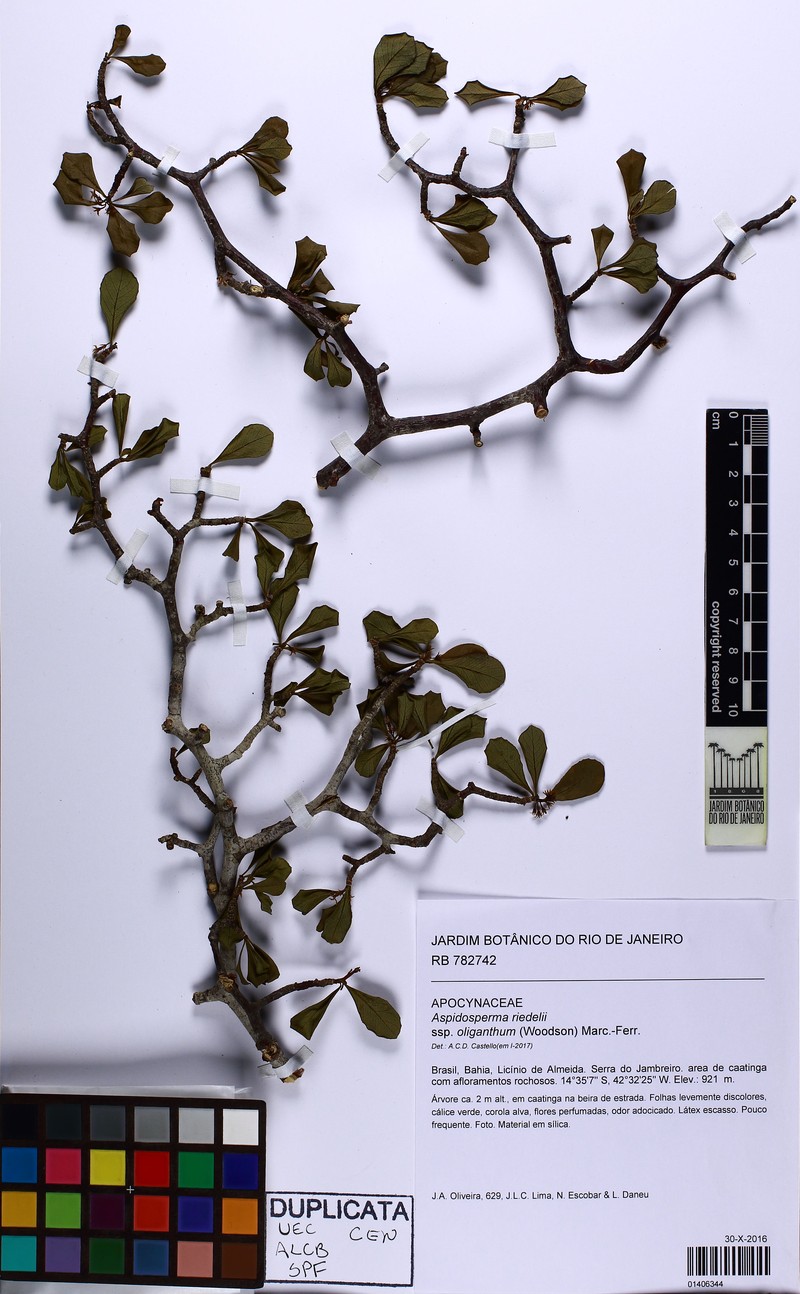 Aspidosperma reductum photo 2