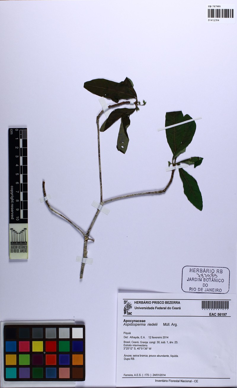 Aspidosperma reductum photo 3
