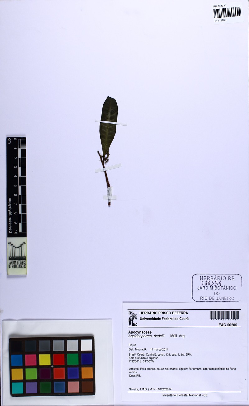 Aspidosperma reductum photo 4