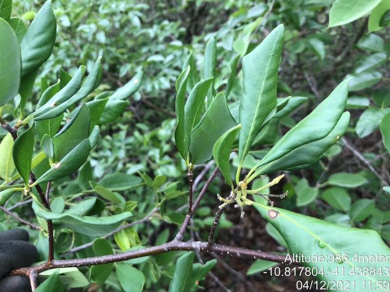 Aspidosperma riedelii photo 3