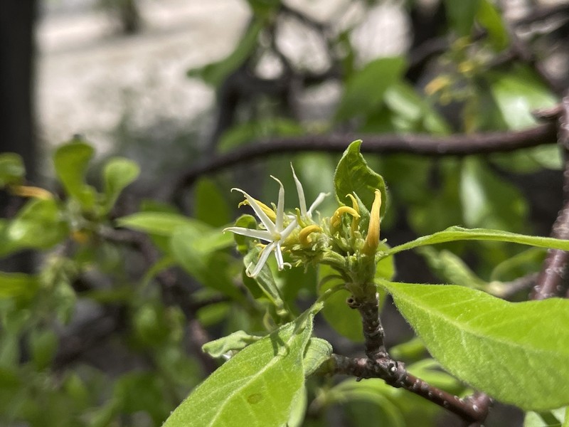 Aspidosperma riedelii photo 4