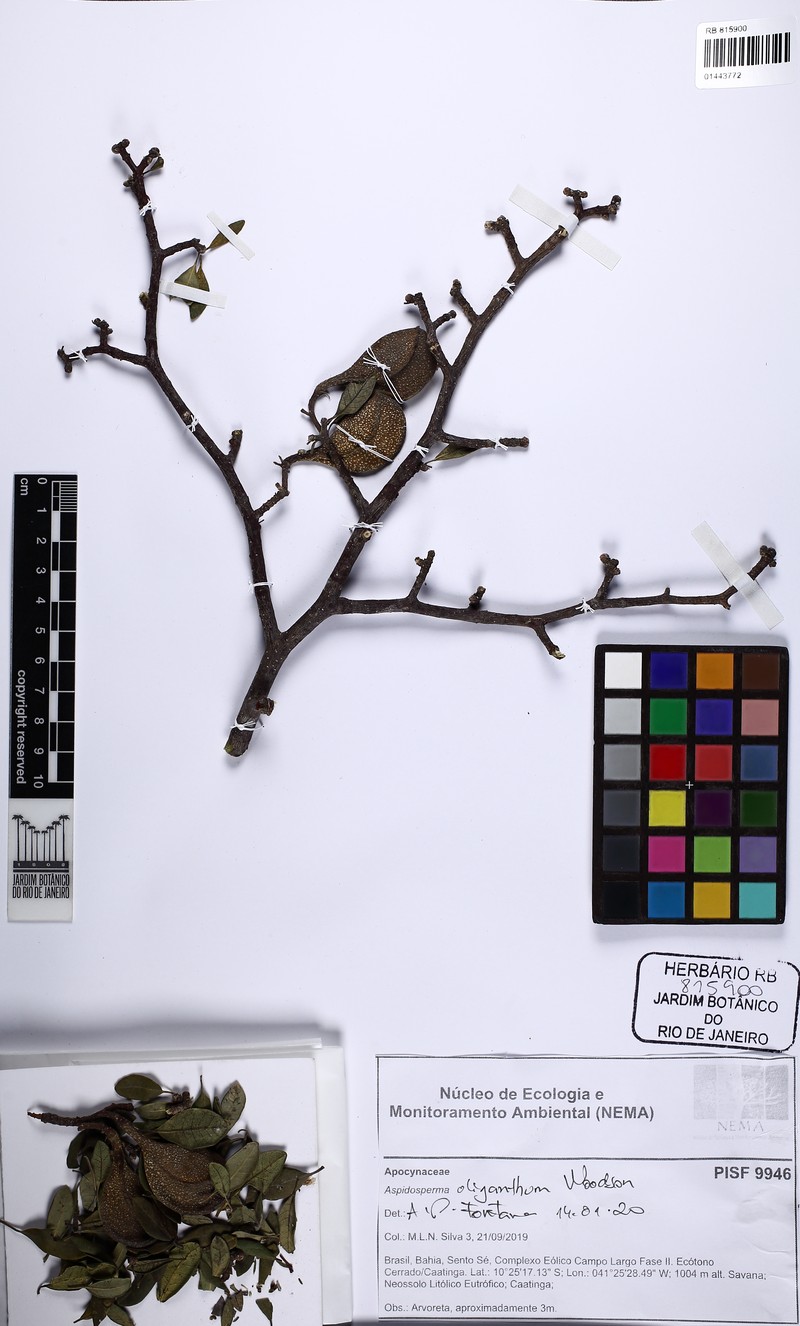 Aspidosperma riedelii subsp. oliganthum