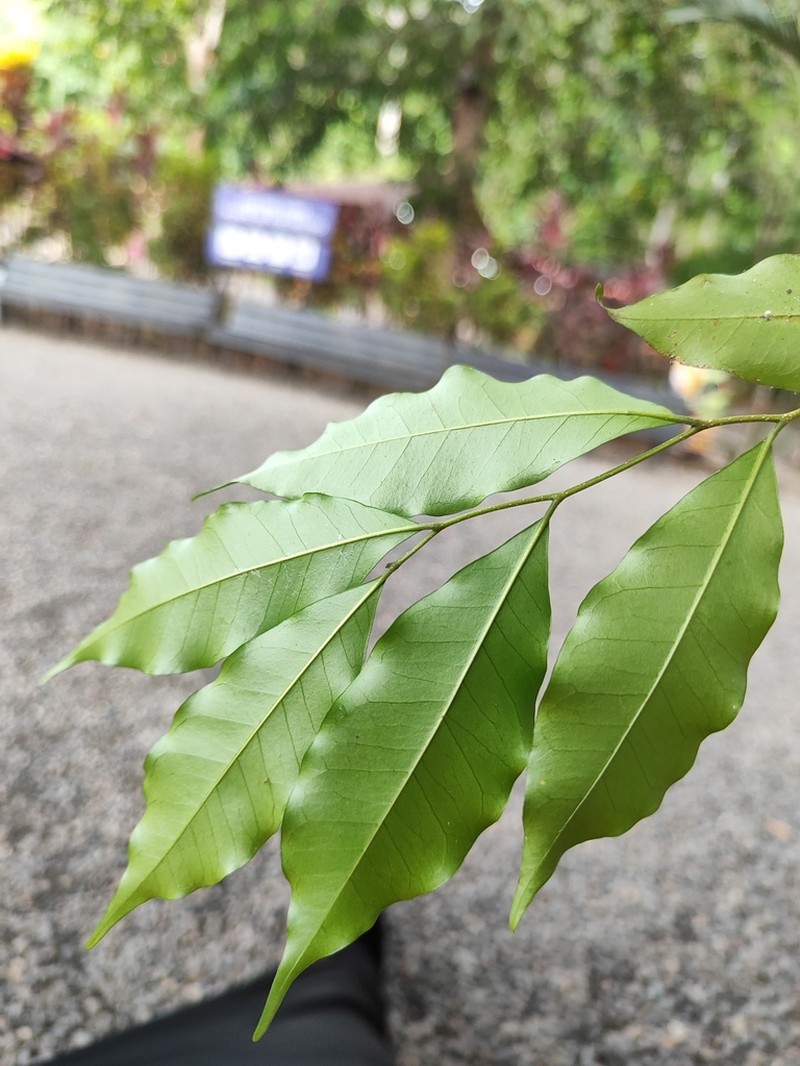 Aspidosperma rigidum