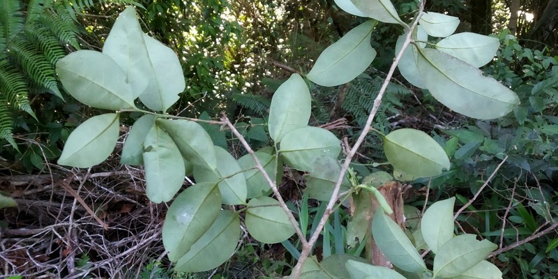 Aspidosperma rigidum photo 2