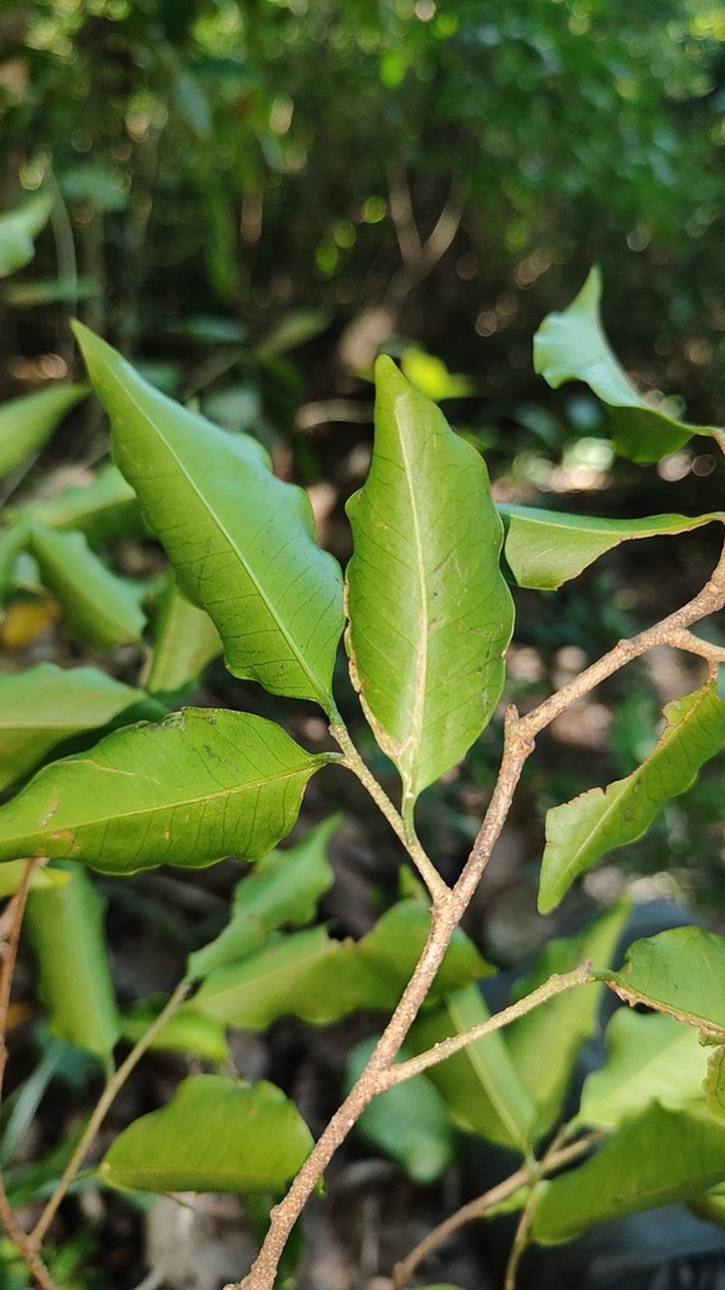 Aspidosperma rigidum photo 3