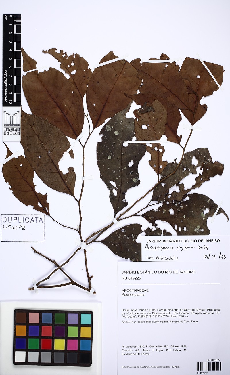 Aspidosperma rigidum photo 4