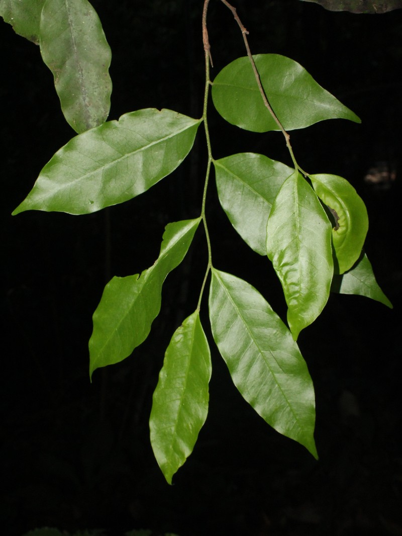 Aspidosperma rigidum photo 6