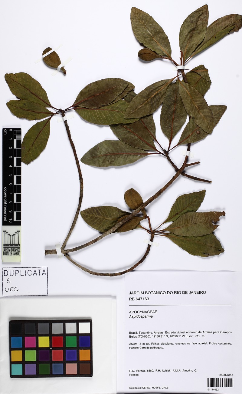 Aspidosperma rizzoanum