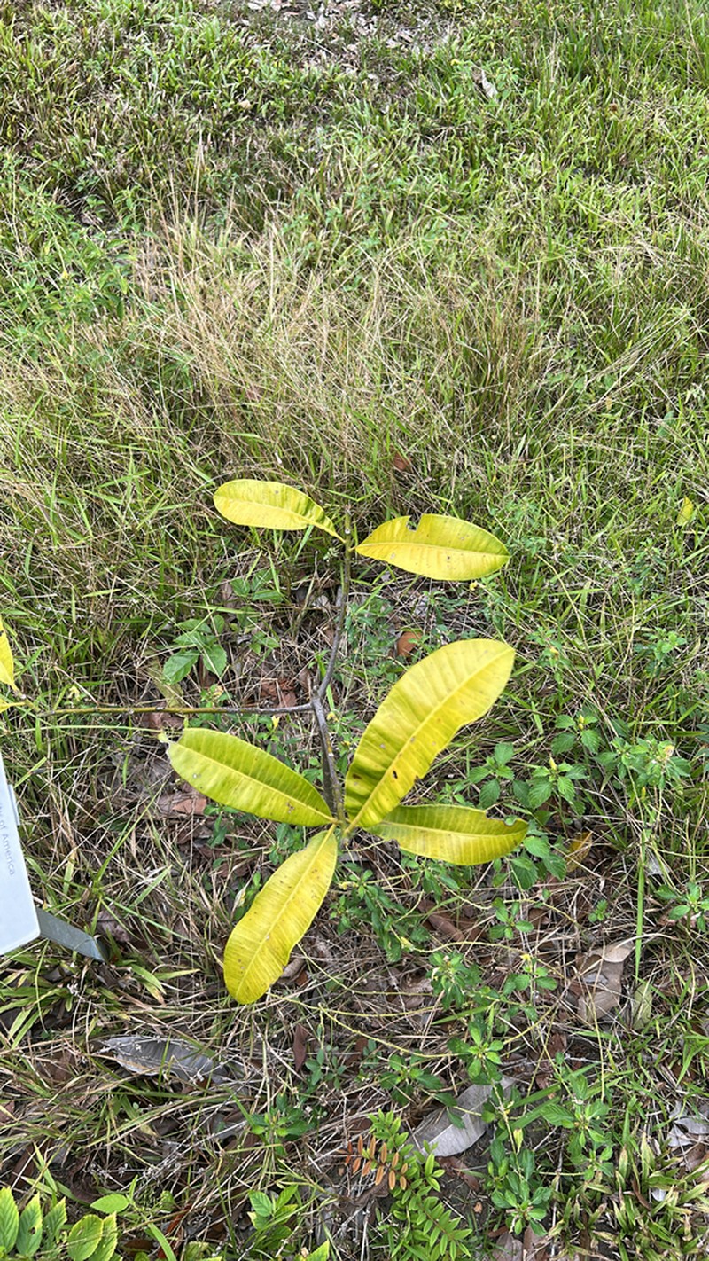 Aspidosperma sandwithianum photo 3