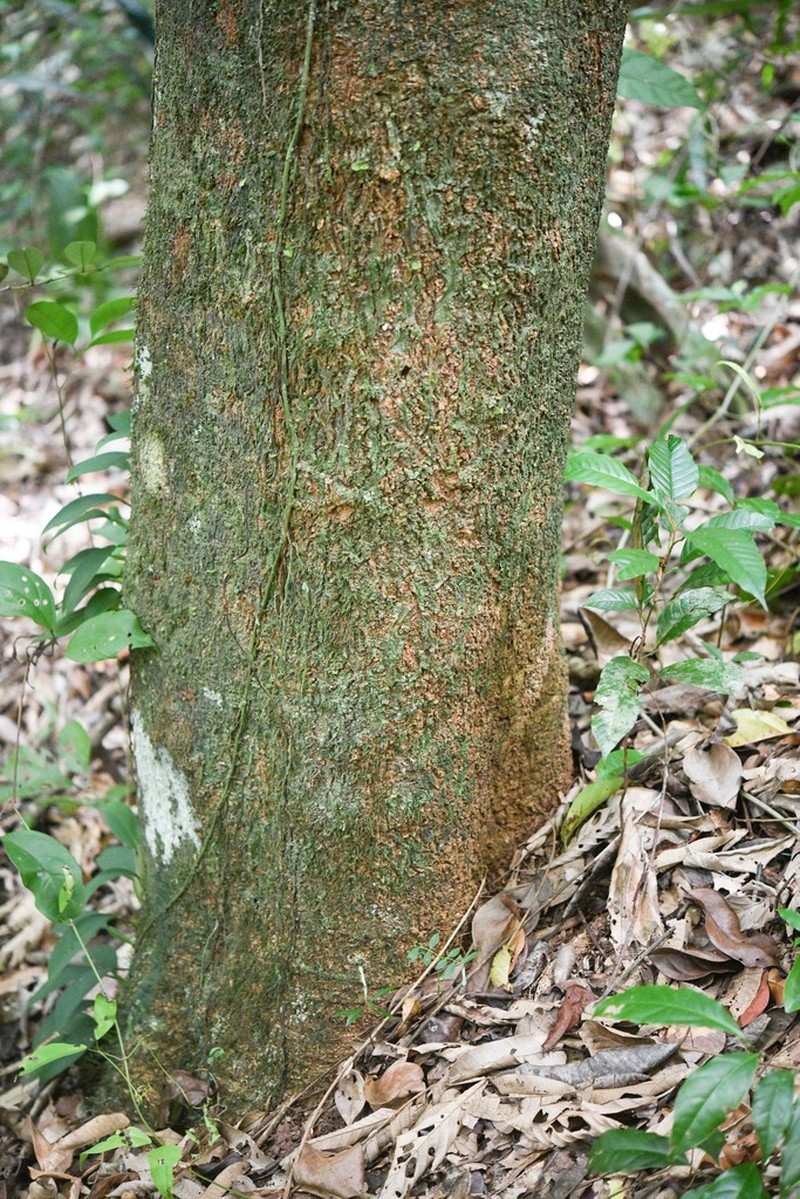 Aspidosperma sandwithianum photo 4
