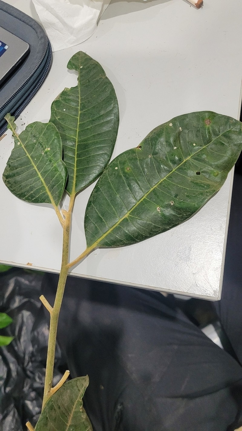 Aspidosperma sandwithianum photo 5