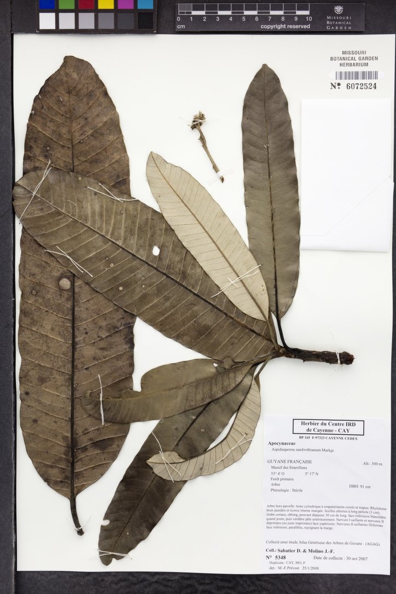 Aspidosperma sandwithianum photo 6