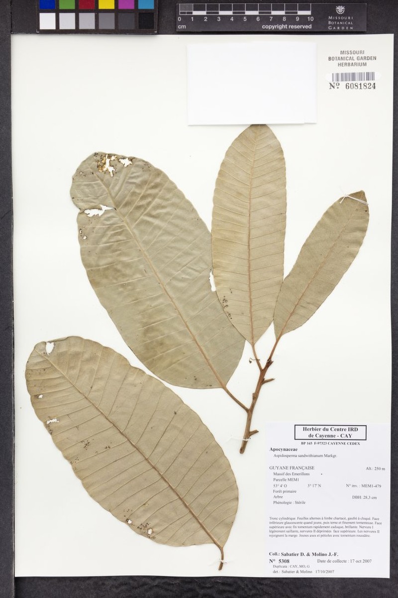 Aspidosperma sandwithianum photo 7