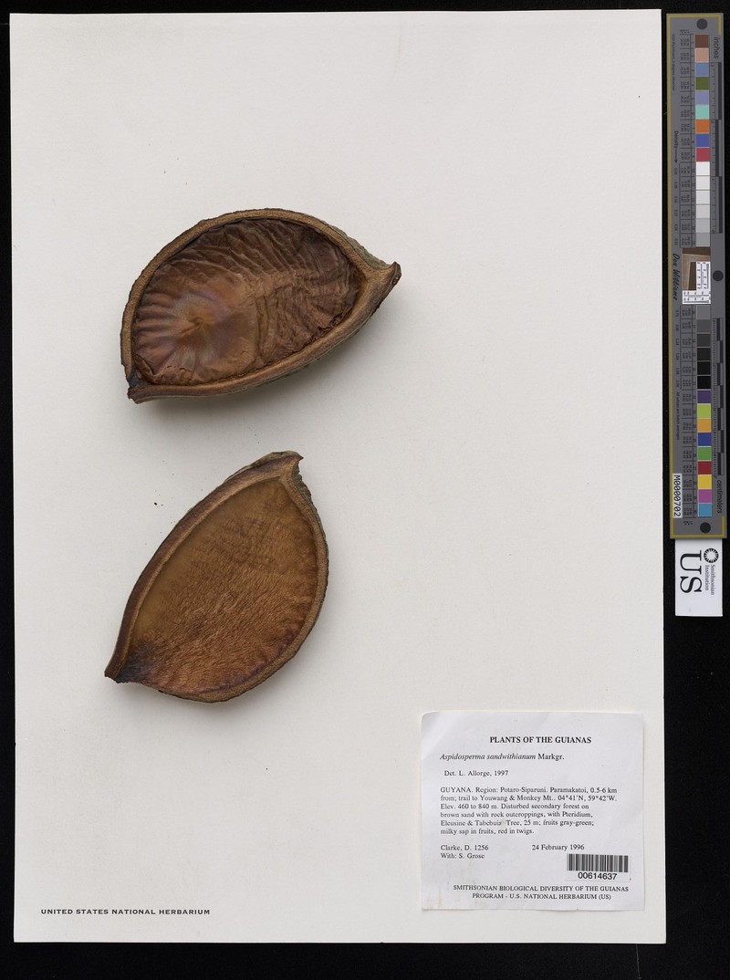 Aspidosperma sandwithianum photo 8