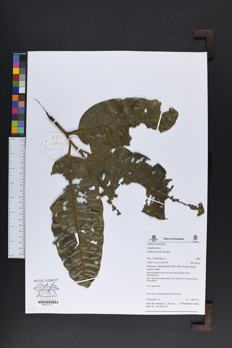 Aspidosperma sandwithianum