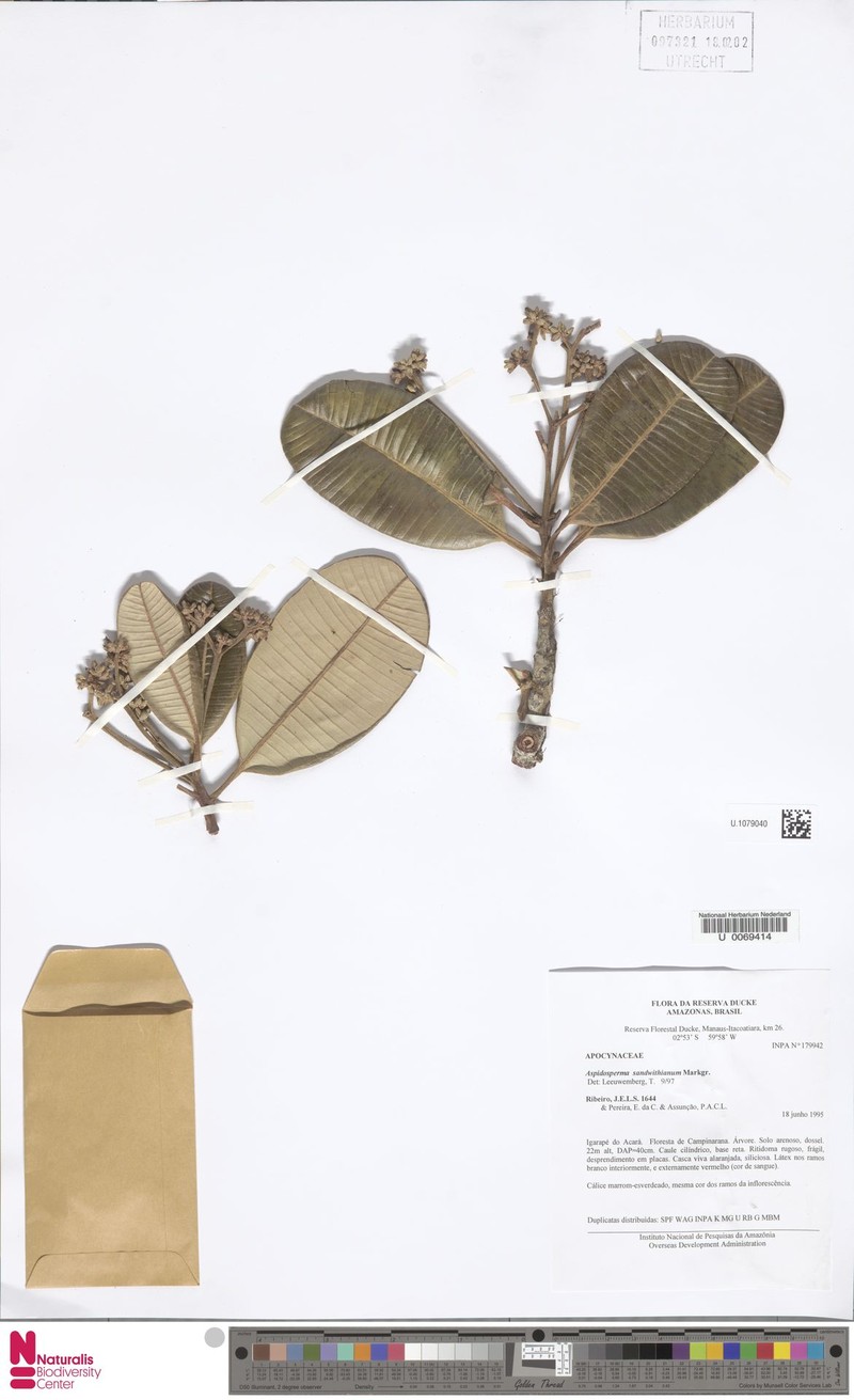 Aspidosperma sandwithianum photo 2
