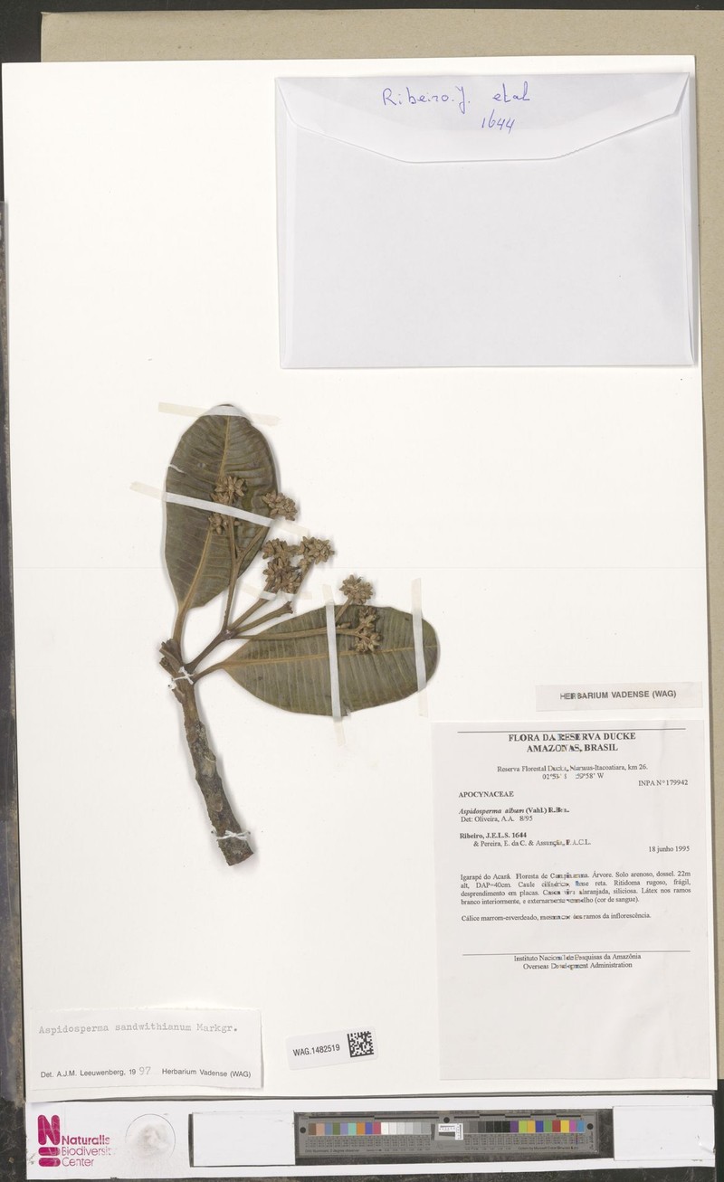 Aspidosperma sandwithianum photo 3