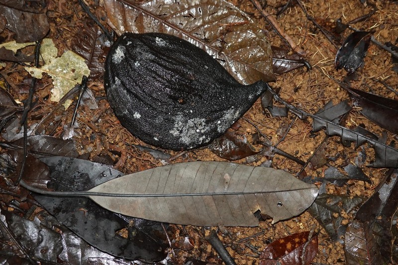 Aspidosperma schultesii photo 2