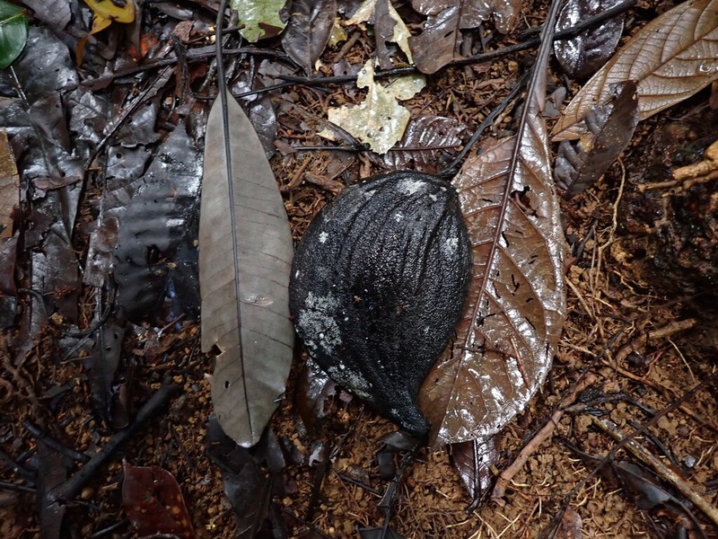 Aspidosperma schultesii photo 3