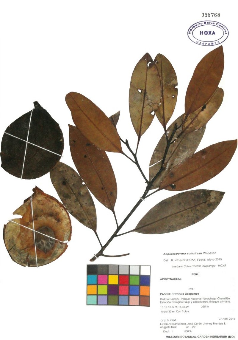 Aspidosperma schultesii photo 6