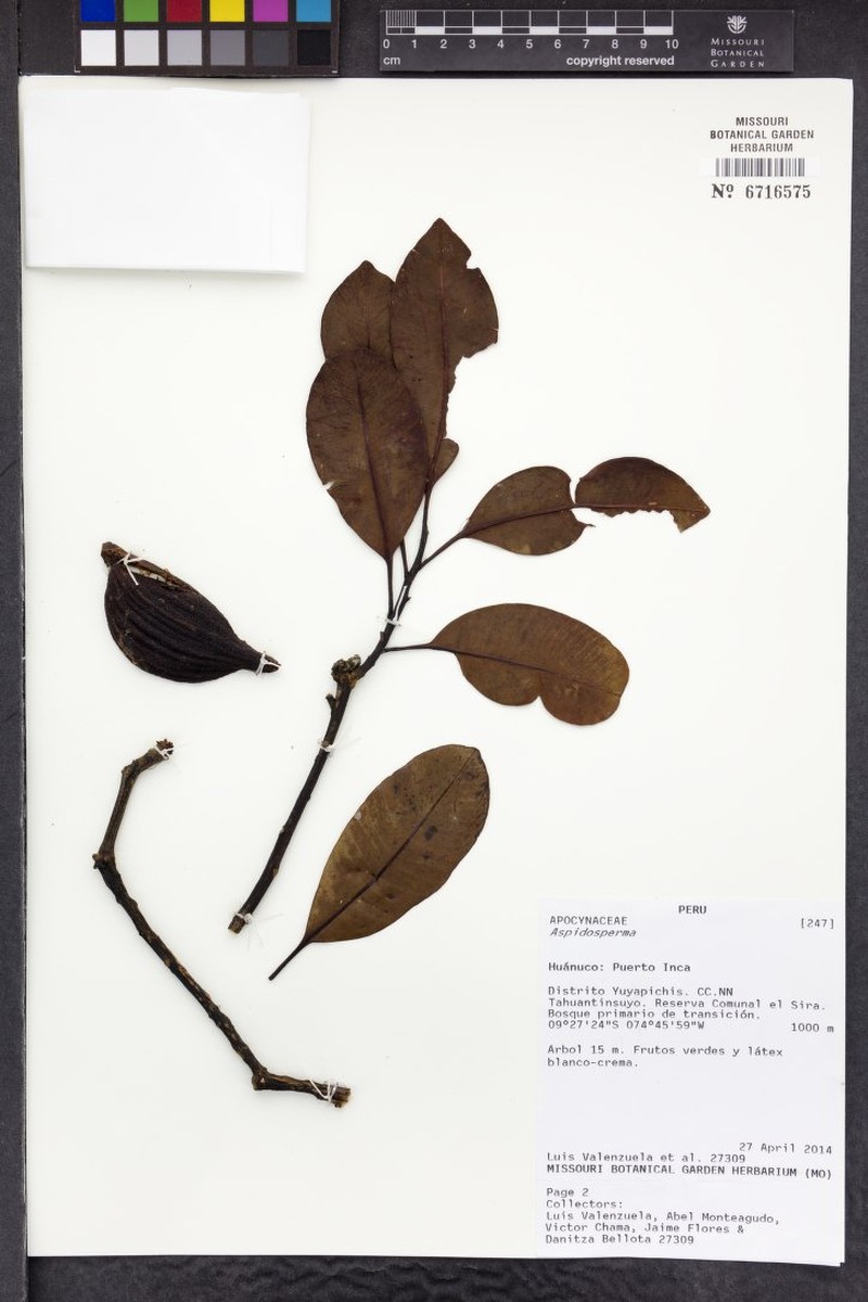Aspidosperma schultesii photo 7