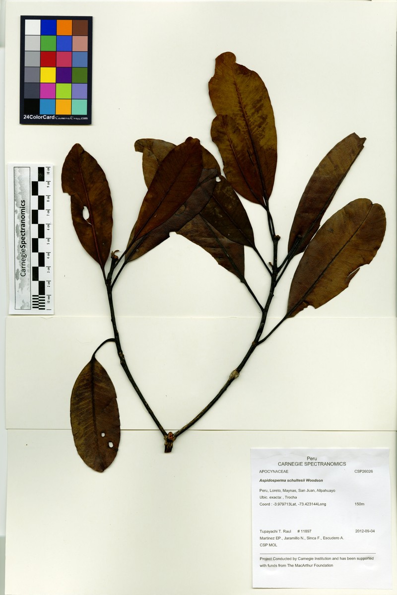 Aspidosperma schultesii