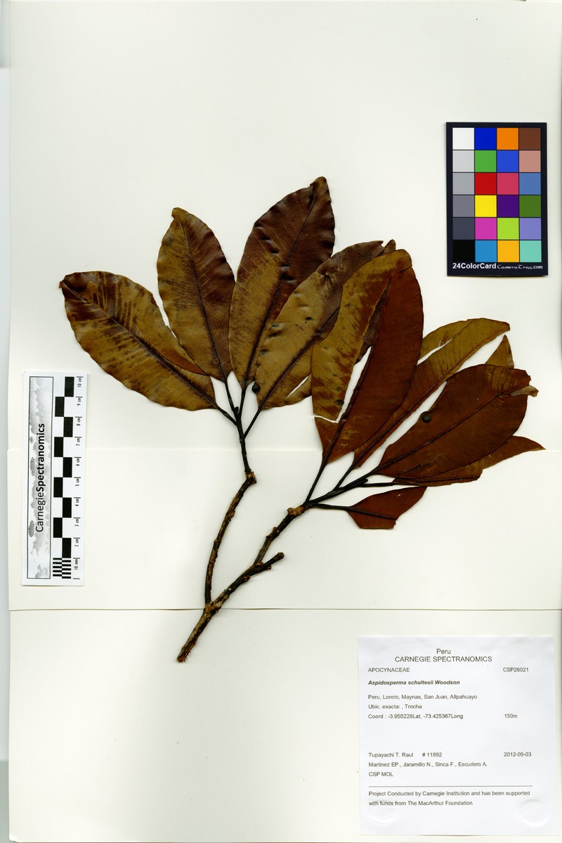 Aspidosperma schultesii photo 2