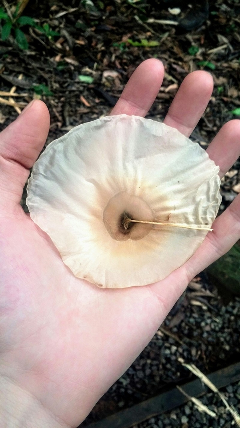 Aspidosperma spruceanum photo 2