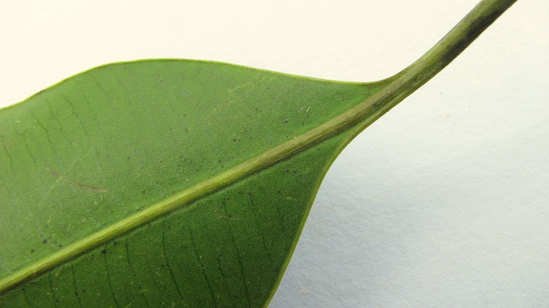 Aspidosperma spruceanum photo 3