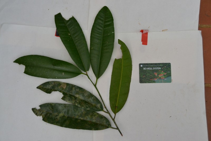 Aspidosperma spruceanum photo 4