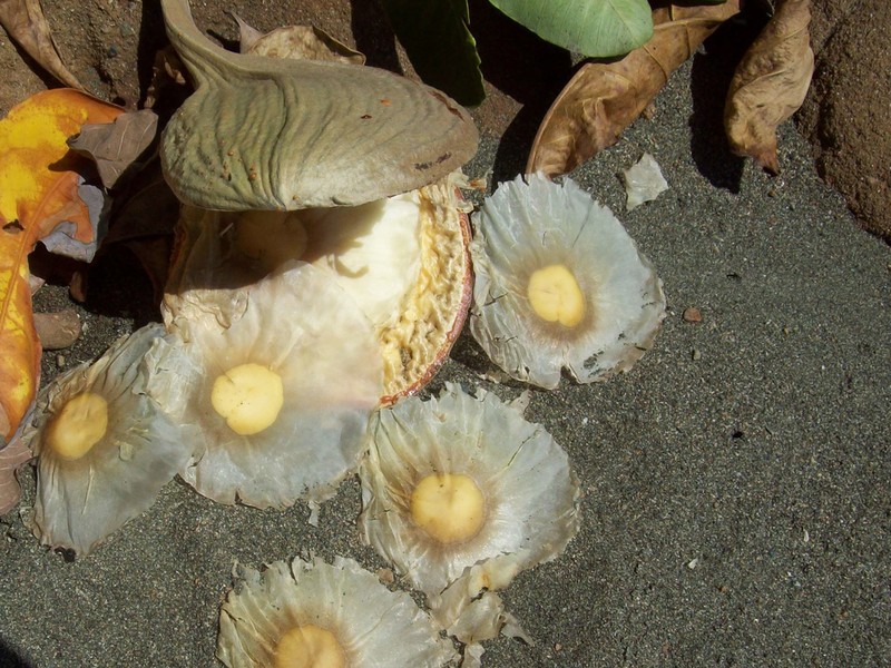 Aspidosperma spruceanum photo 6