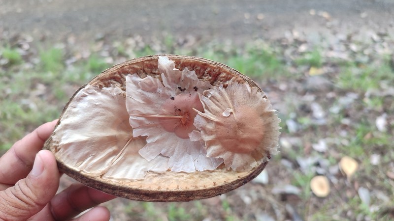 Aspidosperma steinbachii photo 2