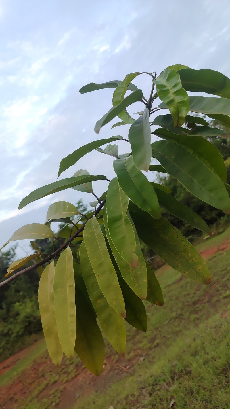 Aspidosperma steinbachii photo 3