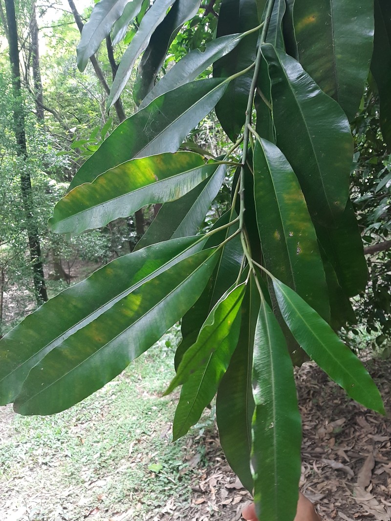 Aspidosperma steinbachii photo 5