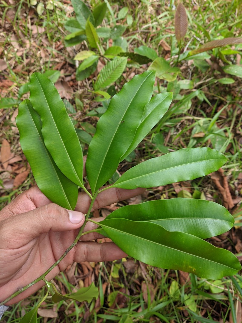 Aspidosperma steinbachii photo 6