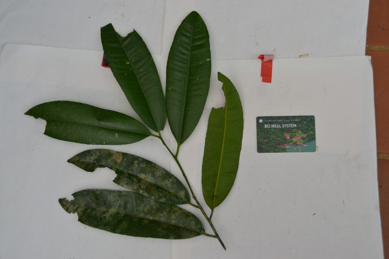 Aspidosperma steinbachii photo 8