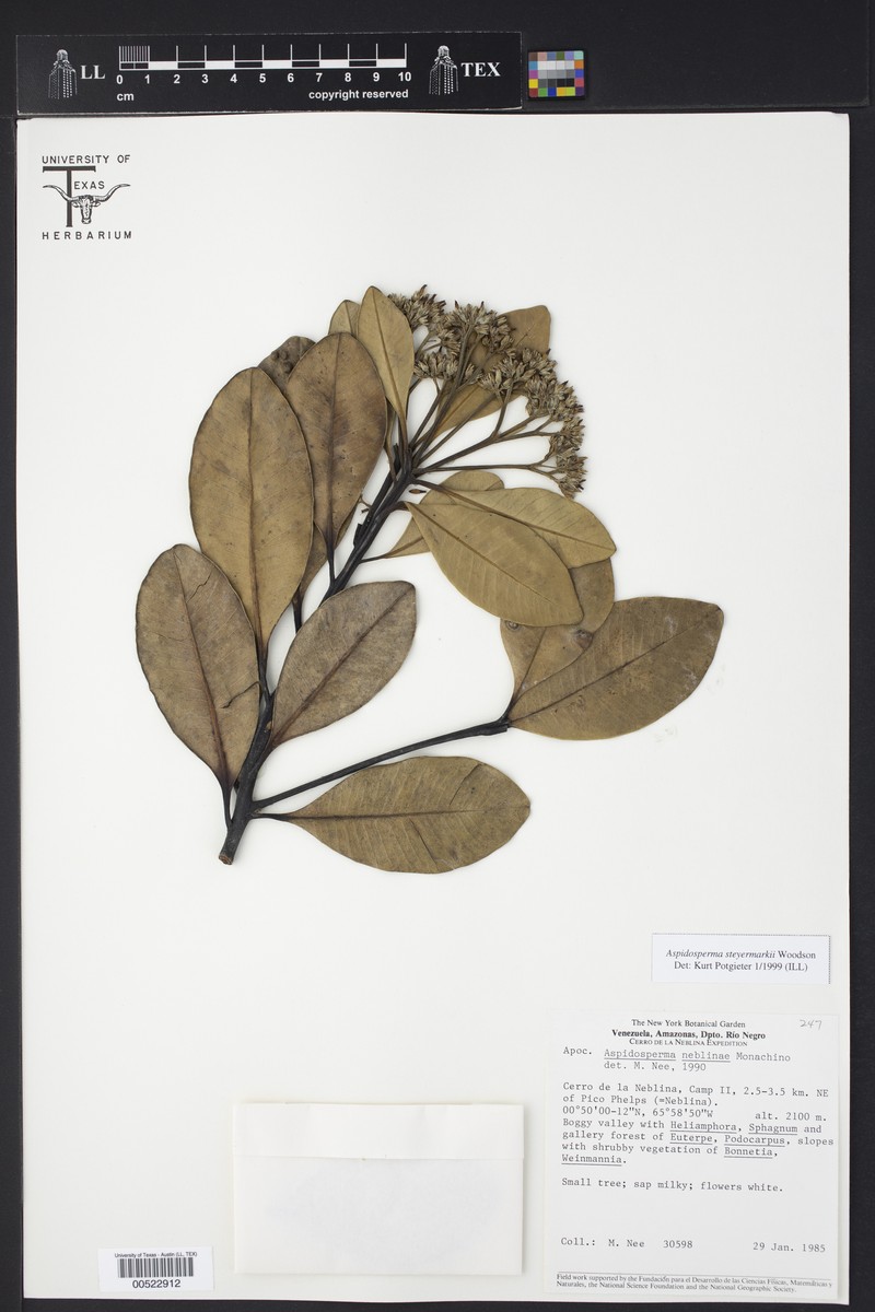 Aspidosperma steyermarkii