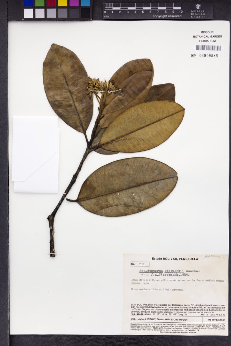 Aspidosperma steyermarkii photo 2